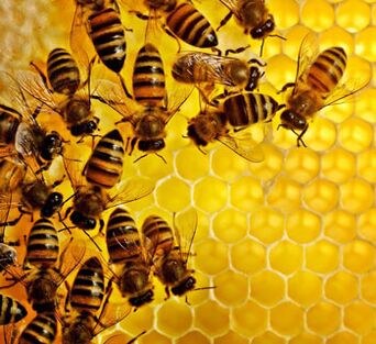 Méhészeti termékek a prosztata gyulladása ellen