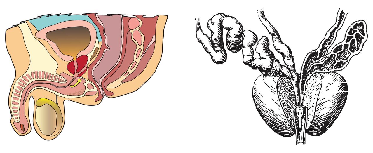 A prosztata anatómiája